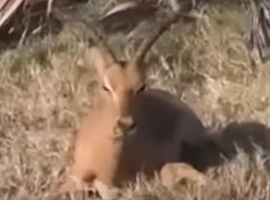 Still uit de video Impala escapes death and shakes off stress